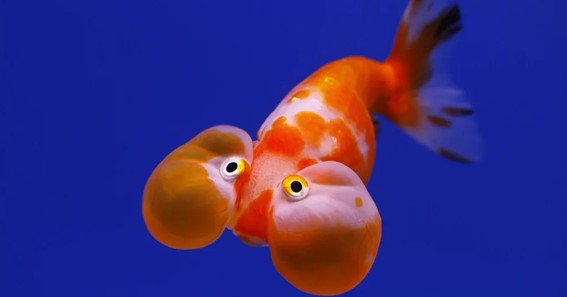 Bubble Eye Goldfish