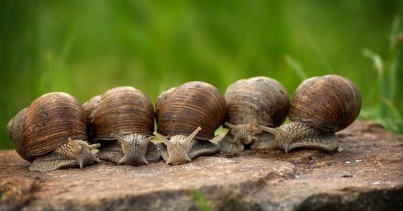 What Is A Group Of Snails Called