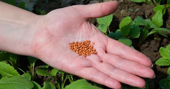 what is pelleted seed